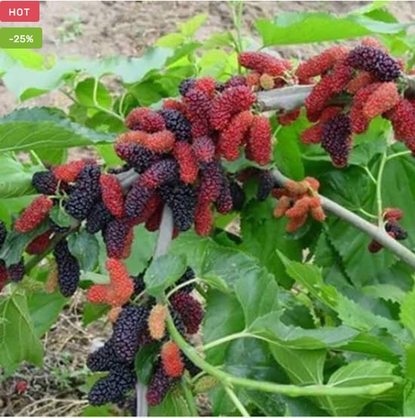 Mulberry Setur Plant